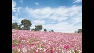 Japan Tokyo. Fall　Cosmos flowers　関東のコスモス畑