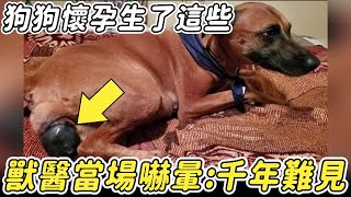 狗狗懷孕生下這些東西，獸醫檢查後當場驚呼：千年難得一見！ |#動物 #狗狗 #懷孕 #不可思議 #震撼 #奇跡