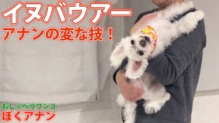 荒川静香さんのイナバウアー？犬バウアー？アナンバウアー！マルチーズみたいなチワプーアナン