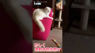 猫。珍しく運動神経抜群!?素晴らしい！#shorts