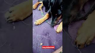 Stay Training of Doberman Pinscher 😀 | #doberman #short