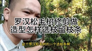 罗汉松毛树修剪做造型怎样选枝条How to choose branches for pruning and styling the Podocarpus tree