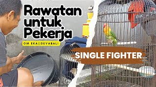 Perawatan LOVEBIRD paruh putih❗cocok untuk pekerja #perawatanlovebird #lovebirdfighter