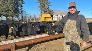 I Bought Cattle with $10,000 and No Experience