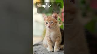 Arti Mimpi Melihat Anak Kucing