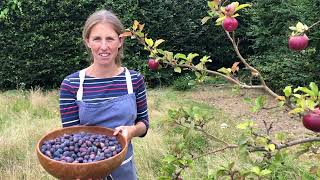 how to make Damson jelly