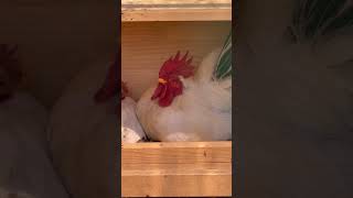 めちゃくちゃ眠そうな桂チャボ #chicken #bird #animal #ニワトリ #鶏 #チャボ #桂チャボ #睡眠