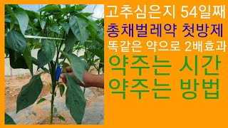 고추심은지 54일째 살충제 2배효과 총채벌레약 첫방제 충전식 분무기 귀농 귀촌