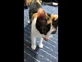 リアル人面猫ぬいぐるみを運ぶ三毛猫子猫