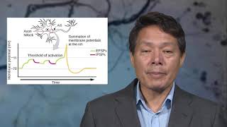 4 4 Ionotropic and metabotropic receptors