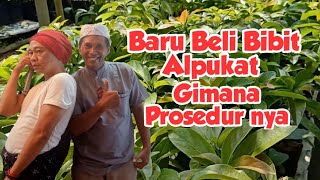 CARA PERAWATAN BIBIT ALPUKAT MIKI II Prosedur Bibit alpukat Miki yang baru dibeli