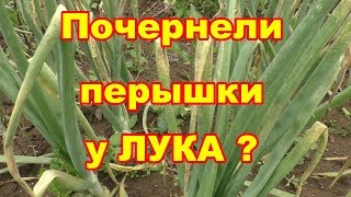 Что бы у лука не было пероноспороза надо потрудиться,обзор китайской грядки