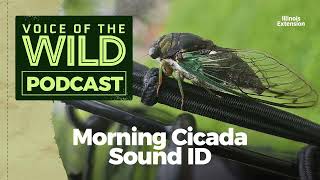 Episode 22: Morning Cicada – Voice of the Wild