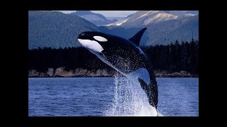 Highly Intelligent Orca: Killer Whales - Nature Documentary ✔