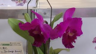 (4K)2016 臺灣國際蘭展(4) Taiwan Int'l Orchid Show 嘉德麗雅蘭 Cattleya 4K Ultra HD