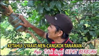 Ketahui Syarat Tanaman Sebelum Di CANGKOK Agar Tidak Gagal dan Hasil Cepat Berbuah