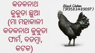 କଡକନାଥ କୁକୁଡା, ଚିଆଂ ପାଇଂ ଆମକୁ ଯୋଗାଯୋଗ କରନ୍ତୁ, ୯୫୮୩୪୮୯୦୯୭