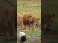 No one could dare to touch these lions