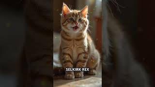 Entdecke die Selkirk Rex Katze!