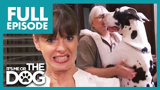 150lbs Great Dane Is Out Of Control! | Full Episode USA