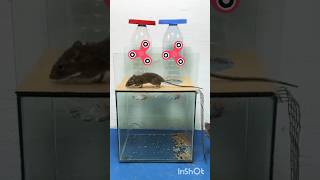 #plasticbottle #mousetrap #pestcontrol #shoryfeed #rat #rattrap #pesttrap #mousetraptp #rodenttrap