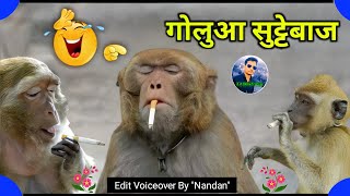 monkey comedy 🐵 | bandar funny video | monkey video | गोलुआ सुट्टेबाज 🤣🤣😅😂😁 | Mr. Chopra Vines