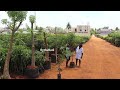 30 types mango plants at kadiyam nursery రైతు బడి