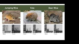 Meadow Mice and More: A Season of Discovery at Bandelier