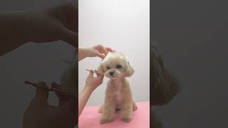 말티푸 셀프미용 최후/ 수습미용 / 말티푸 곰돌이컷❤️ Maltipoo Grooming #안양애견미용 #shorts #maltipoo