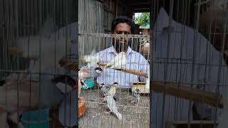 সস্তায় জাভা পাখি কিনুন 😱😱|| java bird Price in bangladesh|জাভা পাখি পালন পদ্ধতি #viralvideo #java