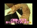 眠いにゃ🐈‍⬛ 保護猫 猫 かわいい 癒し 猫ちゃん 猫のいる生活 癒やされる ねこ 子猫