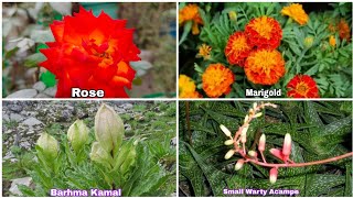 Most Beautiful Flower are Commonly Available in India