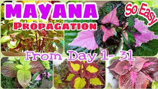 MAYANA PLANT | COLEUS PROPAGATION | So Easy | From Day 1-31