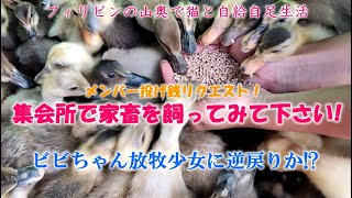 【メンバー＆投げ銭リクエスト！】ビビちゃん！集会所で家畜を飼ってみてください！【フィリピンの山奥で猫と自給自足生活】