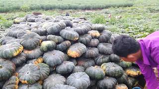 ចម្ការល្ពៅ Pumpkin farm Episode.4