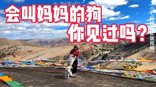 【正版小七的旅行第60集】單身女孩和一隻狗流浪西藏的第二天！狗狗居然會叫媽媽！你們敢信嗎？#房車自駕游 #救助流浪狗 #一個人的旅行 #小七