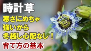 時計草の育て方 幻想的な花をフェンスに絡めて楽しもう！