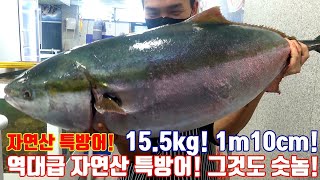 자연산15.5kg 특방어! 시즌첫 15kg이상 특방어 회뜨기!