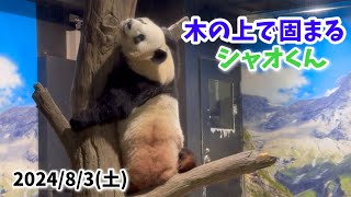 【木の上で固まるシャオくん🐼＆盛り盛りご飯のレイちゃん🌿】〜2024/8/3(土)上野動物園〜