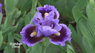 Dwarf Iris