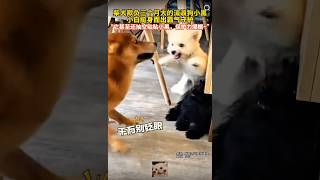 柴犬欺負三個月大的流浪狗小黑 小白挺身而出霸氣守護 影片來源於網絡 🐶 #狗 #狗狗 #汪星人 #寵物 #可愛 #pets #dog #doglove #cute #funny