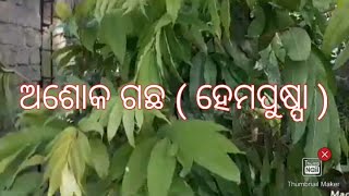 ଅଶୋକ ଗଛ !