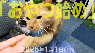 我が家の猫たち「おやつ始め」2025年1月1日(水) \