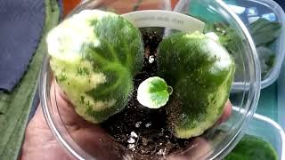 African Violets.........leaf propagation donts.