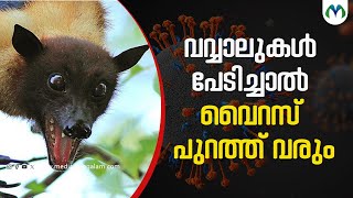 ആരാണ് പഴംതീനി വവ്വാലുകൾ‌ ? | Nipah  | Indian Flying Fox