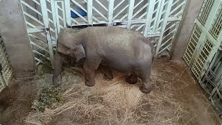 アジアゾウ「ウタイ」の採食：上野動物園