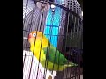 ebod kung perkutut bikin lovebird konslet