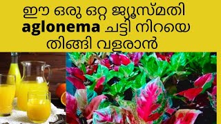 aglonema തിങ്ങി വളർന്നു  ചട്ടി  നിറയാൻ  ഈ  ജ്യൂസ്‌ ഒഴിച്ചാൽ മതി