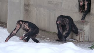 Morning GATZ are full of energy! 元気いっぱい朝ガッツ！チンパンジー 旭山動物園