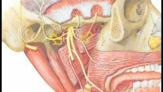 TMJ - What are trigger points? Deep, painful muscle spasms - TMJ Pain Solutions at tmjpainsolutions.com